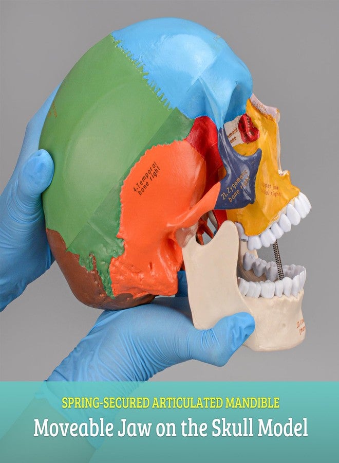 Skillssist Upgraded Life Size Human Colored Head Skull Anatomical Model with Newest Laser-Etched Fonts for Medical Student Human Anatomy Study Course Demonstration - Image 4